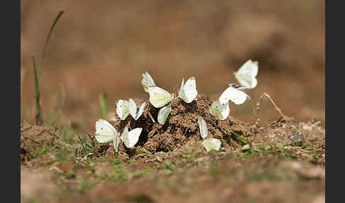 Kleiner Kohlweißling (Pieris rapae)