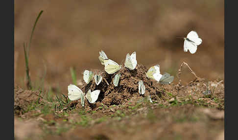 Kleiner Kohlweißling (Pieris rapae)