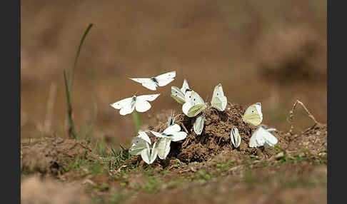 Kleiner Kohlweißling (Pieris rapae)