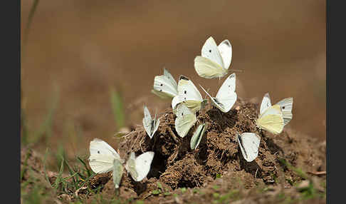 Kleiner Kohlweißling (Pieris rapae)