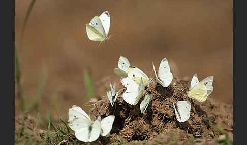 Kleiner Kohlweißling (Pieris rapae)