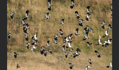 Kiebitz (Vanellus vanellus)