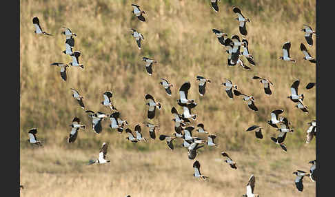 Kiebitz (Vanellus vanellus)