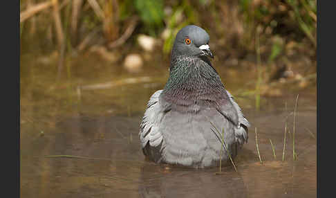 Haustaube (Columba livia domestica)