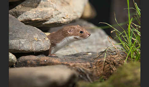 Mauswiesel (Mustela nivalis)