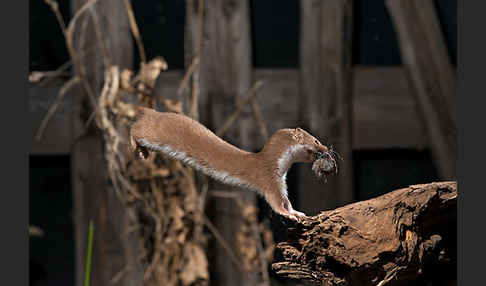 Mauswiesel (Mustela nivalis)