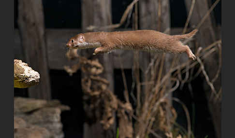 Mauswiesel (Mustela nivalis)