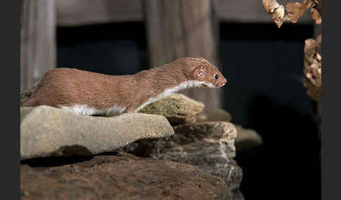 Mauswiesel (Mustela nivalis)