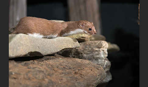 Mauswiesel (Mustela nivalis)