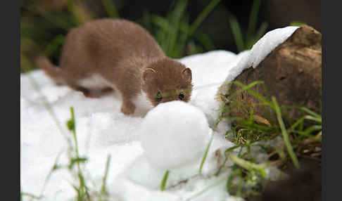 Mauswiesel (Mustela nivalis)