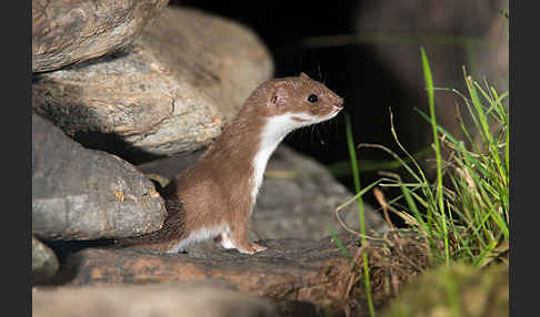 Mauswiesel (Mustela nivalis)