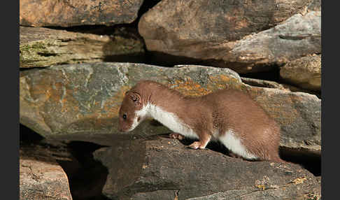 Mauswiesel (Mustela nivalis)