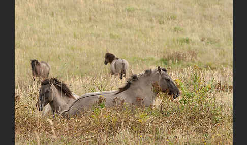 Konik (Equus caballus sspec.)