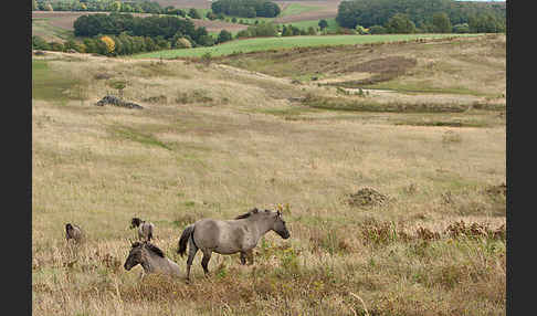 Konik (Equus caballus sspec.)