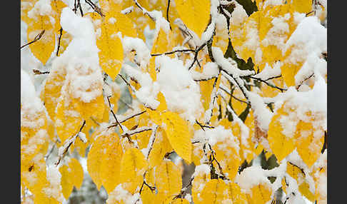 Hainbuche (Carpinus betulus)