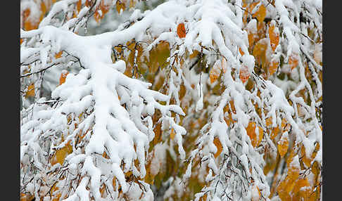 Hainbuche (Carpinus betulus)