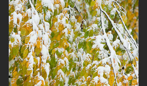 Hainbuche (Carpinus betulus)