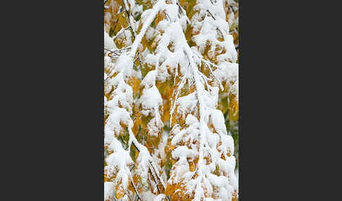 Hainbuche (Carpinus betulus)