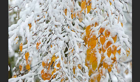 Hainbuche (Carpinus betulus)