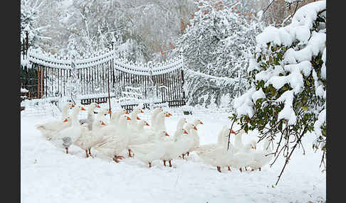 Hausgans (Anser anser f. domesticus)