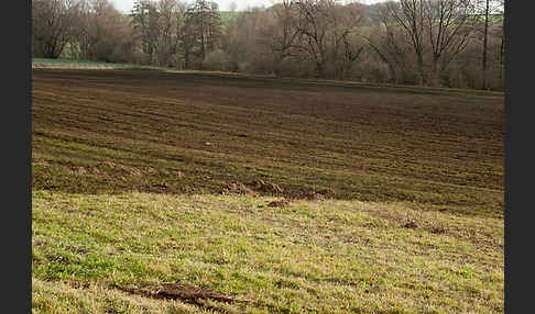 Intensive Landwirtschaft (industrial agriculture)