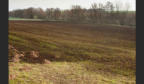 Intensive Landwirtschaft (industrial agriculture)