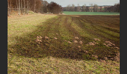 Intensive Landwirtschaft (industrial agriculture)