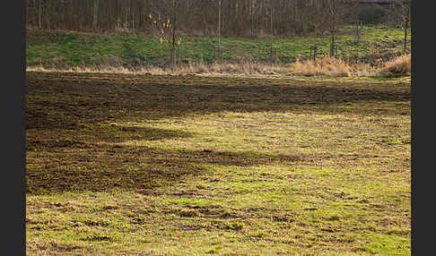 Intensive Landwirtschaft (industrial agriculture)