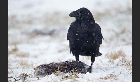 Kolkrabe (Corvus corax)