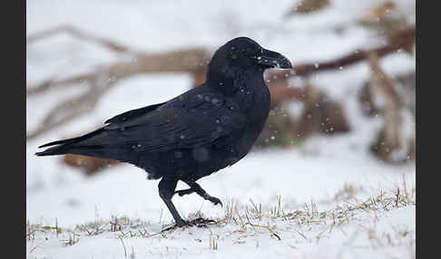 Kolkrabe (Corvus corax)