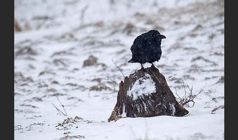 Kolkrabe (Corvus corax)