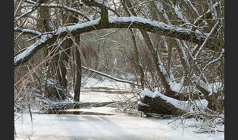 Thüringen (Thuringia)