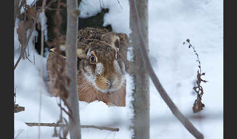 Feldhase (Lepus europaeus)