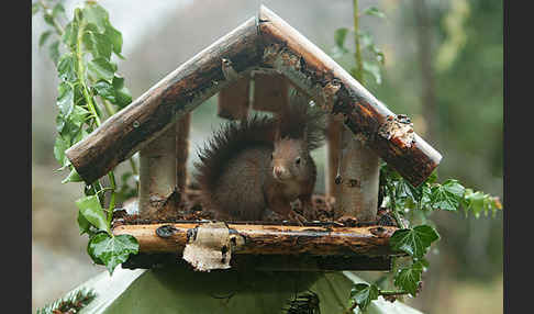 Eichhörnchen (Sciurus vulgaris)