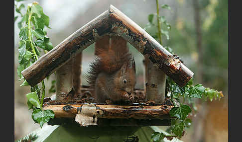 Eichhörnchen (Sciurus vulgaris)