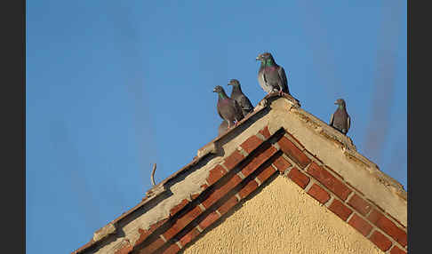 Haustaube (Columba livia domestica)