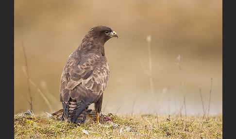 Mäusebussard (Buteo buteo)