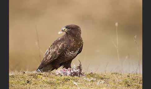 Mäusebussard (Buteo buteo)