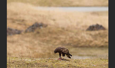 Mäusebussard (Buteo buteo)