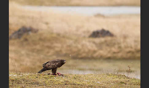 Mäusebussard (Buteo buteo)