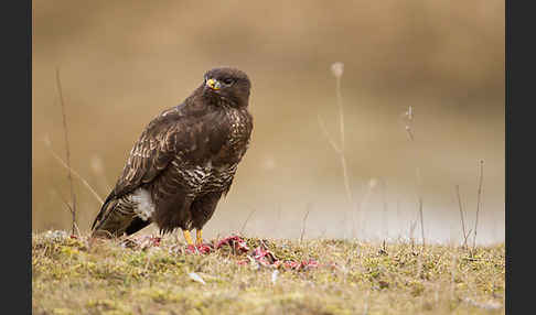 Mäusebussard (Buteo buteo)