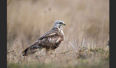 Rauhfußbussard (Buteo lagopus)