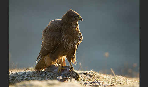 Mäusebussard (Buteo buteo)