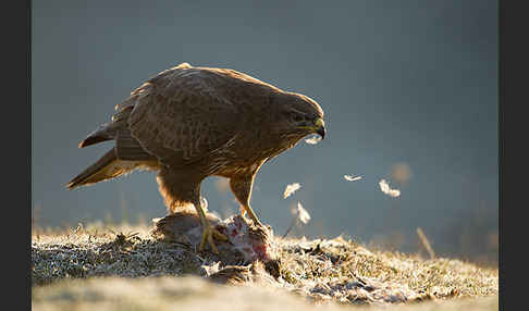 Mäusebussard (Buteo buteo)