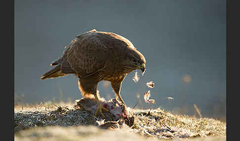 Mäusebussard (Buteo buteo)