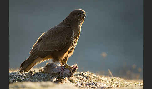 Mäusebussard (Buteo buteo)