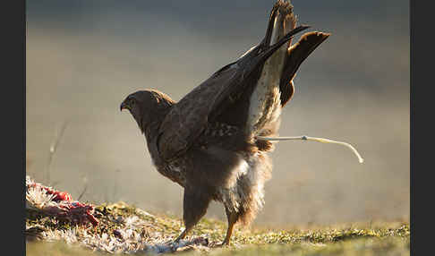 Mäusebussard (Buteo buteo)