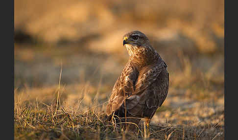 Mäusebussard (Buteo buteo)