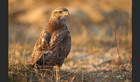 Mäusebussard (Buteo buteo)