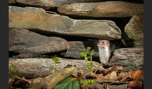 Mauswiesel (Mustela nivalis)